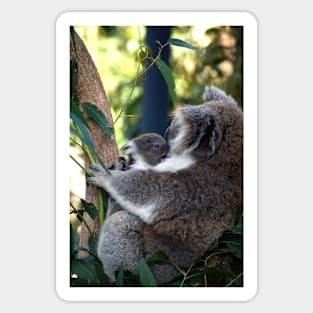 Baby Koala - Give Us A Kiss Mum Sticker